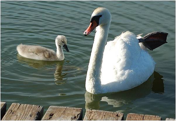 swans in the beach area near Gudziads(PL)