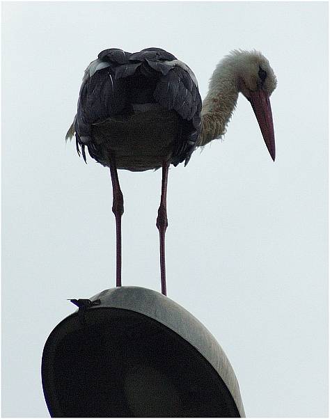 stork-1(PL)