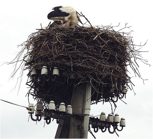 stork-2(PL)